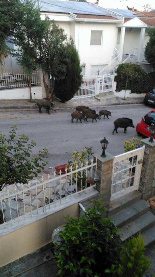 Κοπάδια αγριογούρουνων συνεχίζουν να… βολτάρουν σε κατοικημένες περιοχές της Θεσσαλονίκης  