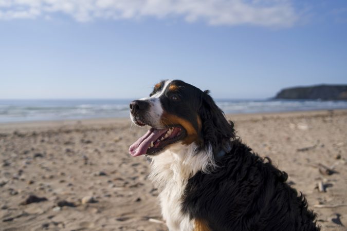 Ένα ενήλικο Bernese Mountain Dog κάθεται στην παραλία και αγναντεύει τη θάλασσα.